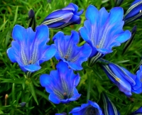 Numerous small blue flowers